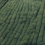 Eius aut nesciunt voluptas